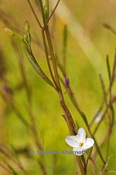 gayophytum racemosum 8 graphic